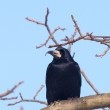 Havran poln�  (Corvus frugilegus)