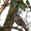 Rehek domc (Phoenicurus ochruros)